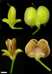 Veronica scutellata. Capsule, unripe (above) and dehiscing (below). Scale = 1 mm.
 Image: P.J. Garnock-Jones © P.J. Garnock-Jones CC-BY-NC 3.0 NZ